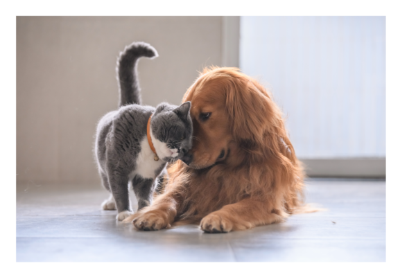 Gatos e Cães: O Guia Para uma Convivência Harmoniosa