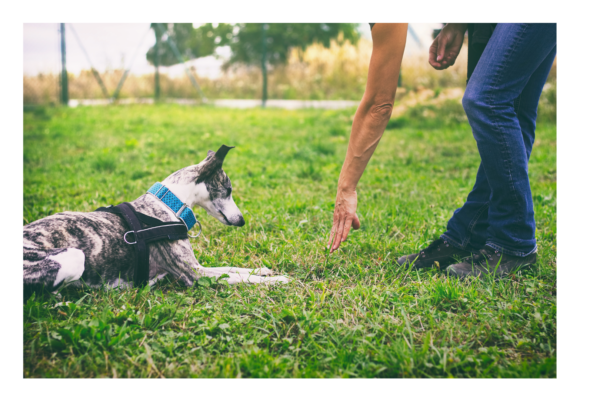 Treino de Cama/Lugar para Cães: Guia Prático e Eficaz