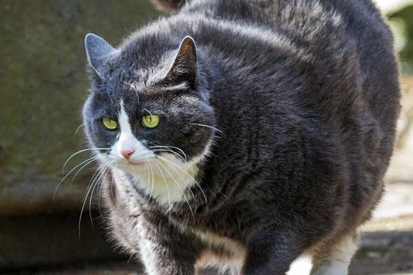 Obesidade Felina: Prevenção e Tratamento para um Gato Saudável