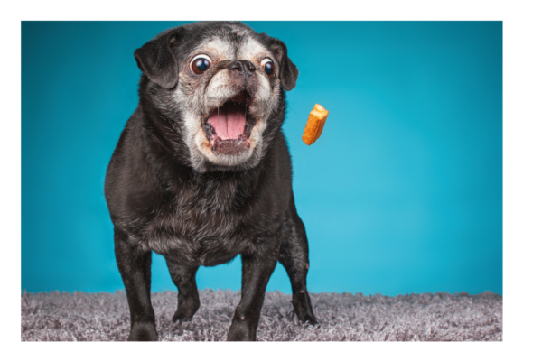 Cuidados e Nutrição para Pets Séniores: Alimentação e Suplementos